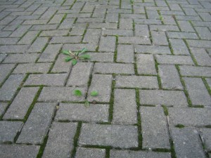 brick_weeds